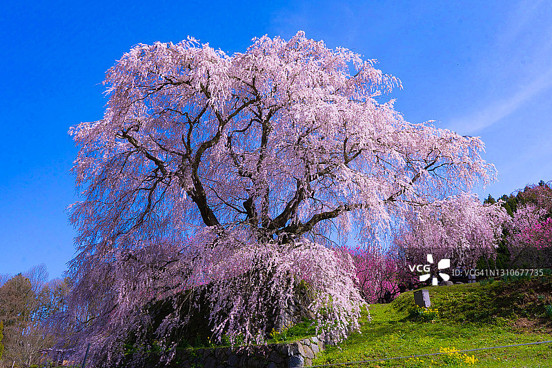 日本之春，樱花，第二部分图片素材