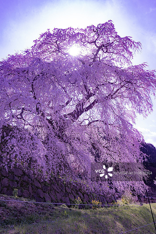 说到日本的春天，当然是樱花图片素材