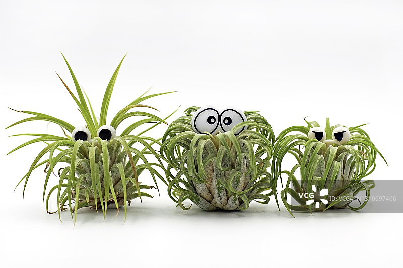 三株空气凤梨图片素材