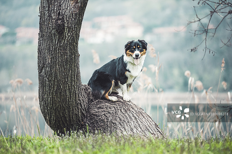 澳大利亚牧羊犬坐落在意大利伦巴第莱科的弯曲树干上图片素材
