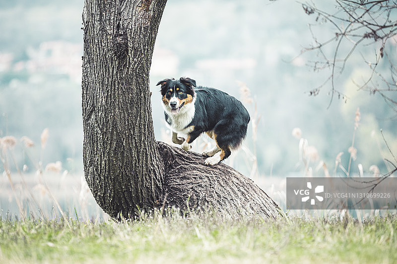 在意大利伦巴第莱科跳跃的澳大利亚牧羊犬图片素材