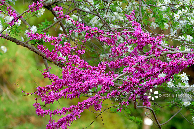 紫荆花图片素材