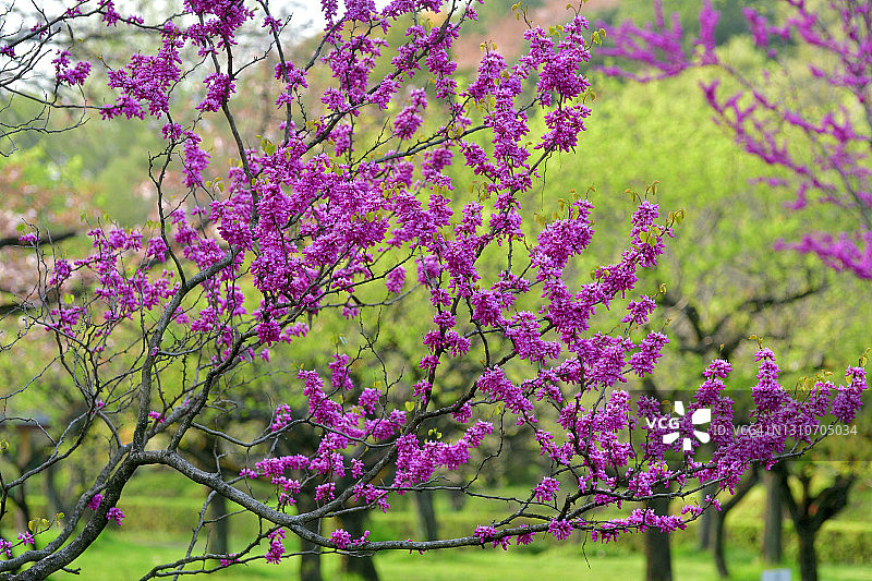 紫荆花图片素材