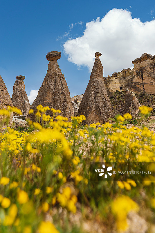 卡帕多奇亚天然石材纹理和岩层，前景中的野花，土耳其图片素材
