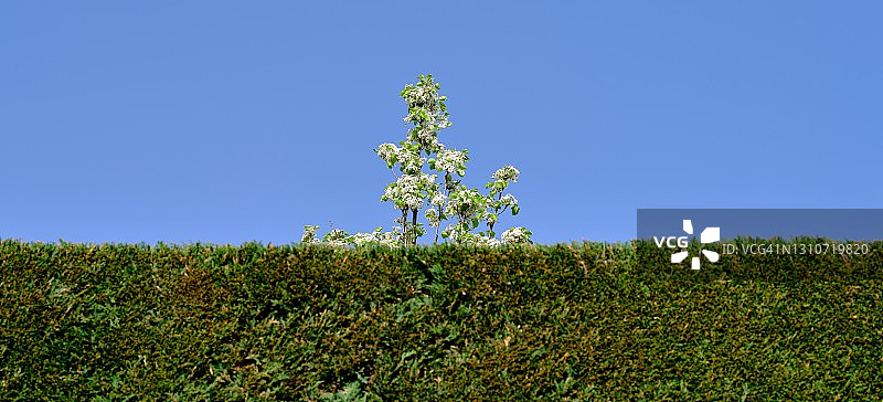树篱上方的开花树图片素材