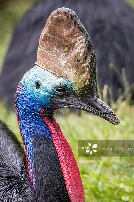 南方食火鸡图片素材