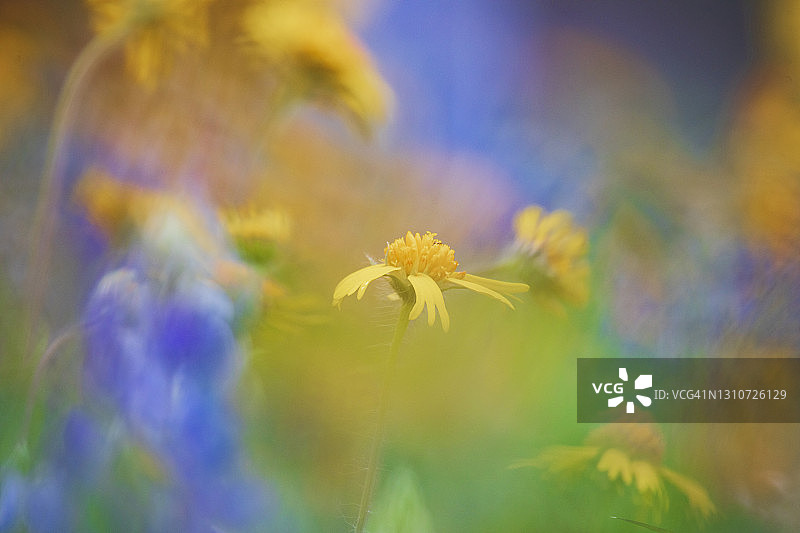 德克萨斯州的野花图片素材