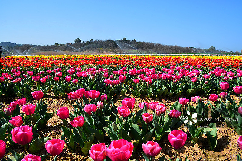 法国南部的郁金香花田图片素材