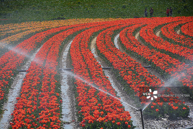 法国南部的郁金香花田图片素材