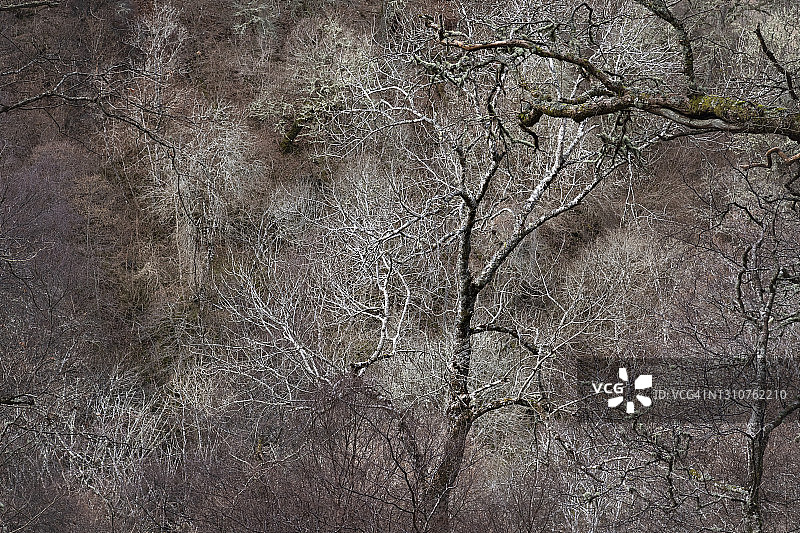 苏格兰高地，只见树木不见森林图片素材
