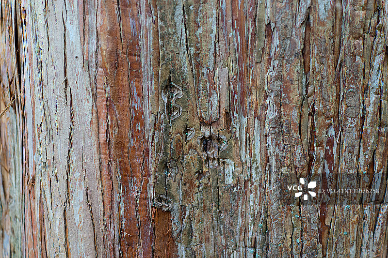 红杉树粗糙树皮特写图片素材