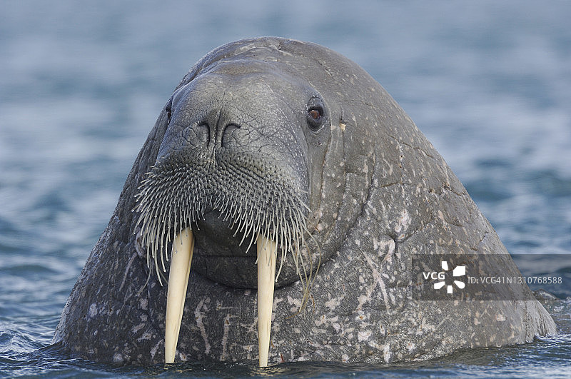 海象出水图片素材
