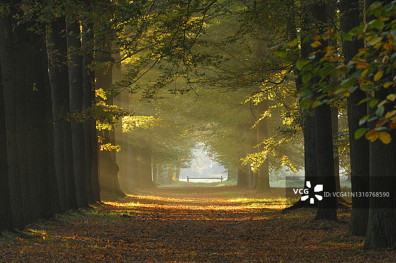 雾气弥漫的山毛榉森林日出图片素材