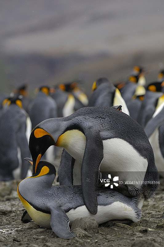 帝企鹅交配图片素材