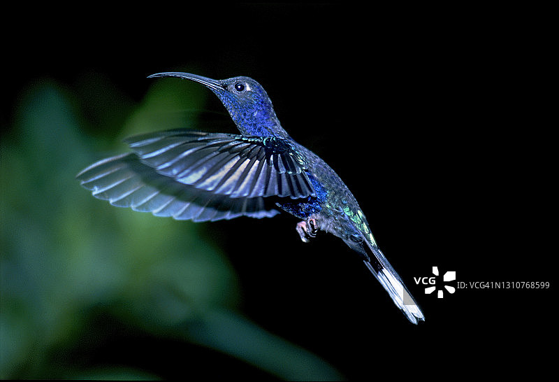 飞行中的紫色刀翅蜂鸟图片素材