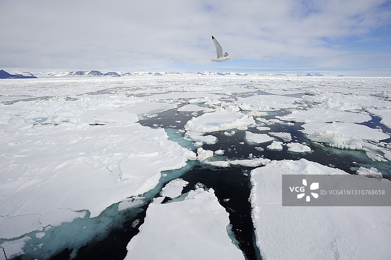 黑脚三趾鸥飞越浮冰图片素材