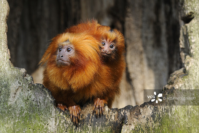 金狮狨图片素材