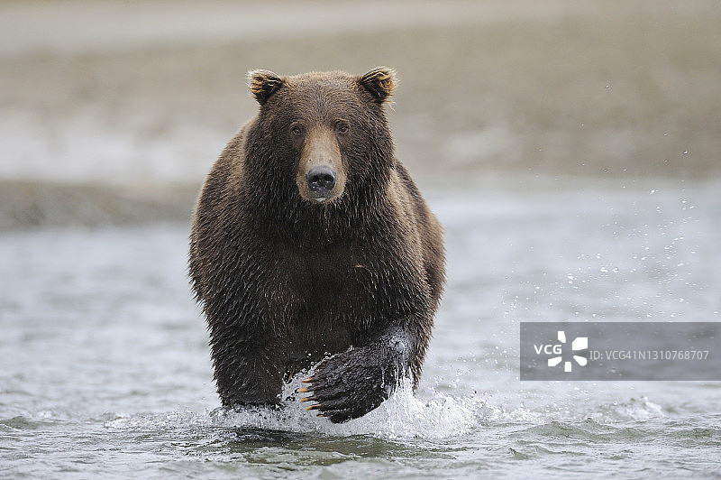 灰熊在河中涉水图片素材