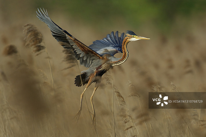 苍鹭从芦苇丛中起飞图片素材