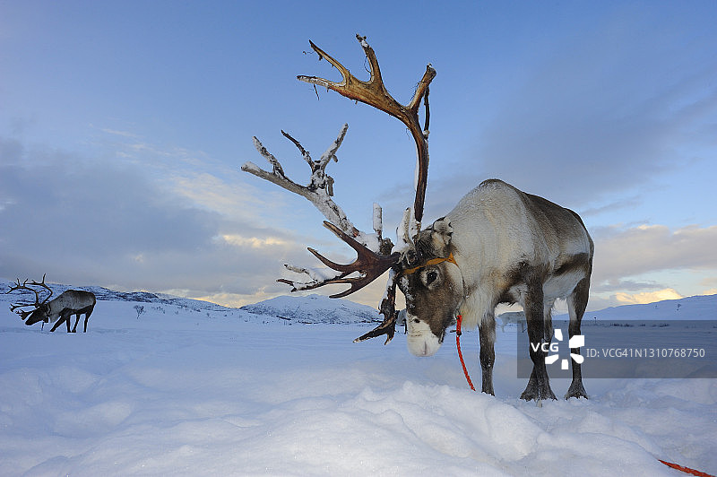 北极地区的驯鹿图片素材