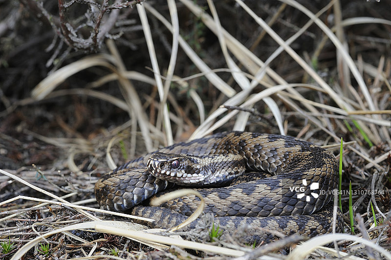 欧洲普通蝰蛇图片素材