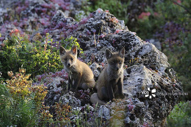岩石上玩耍的幼狐图片素材