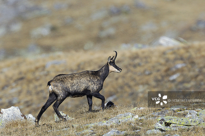 上坡行走的羚羊图片素材