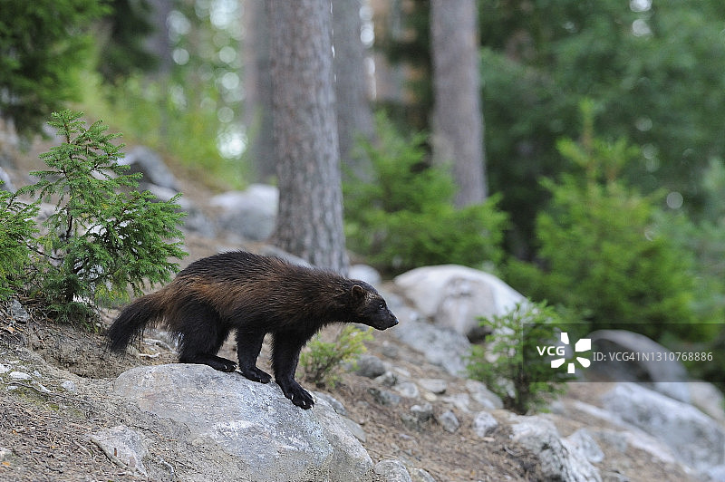 寒带森林中的狼獾图片素材