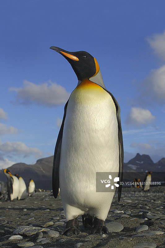 国王企鹅图片素材
