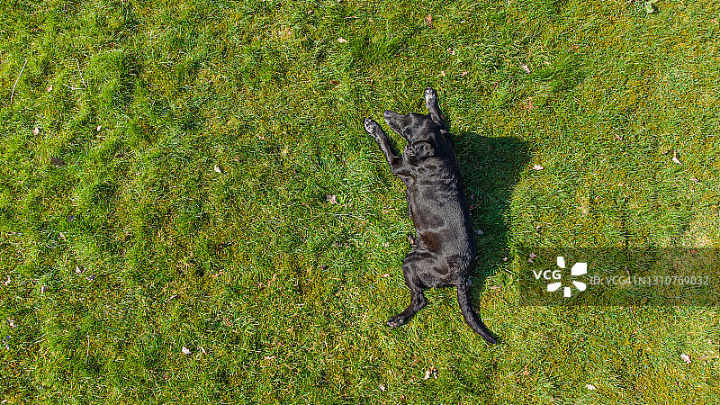 躺在草地上的狗图片素材