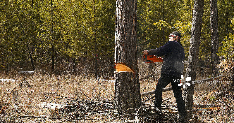 男人在森林里用油锯伐树图片素材