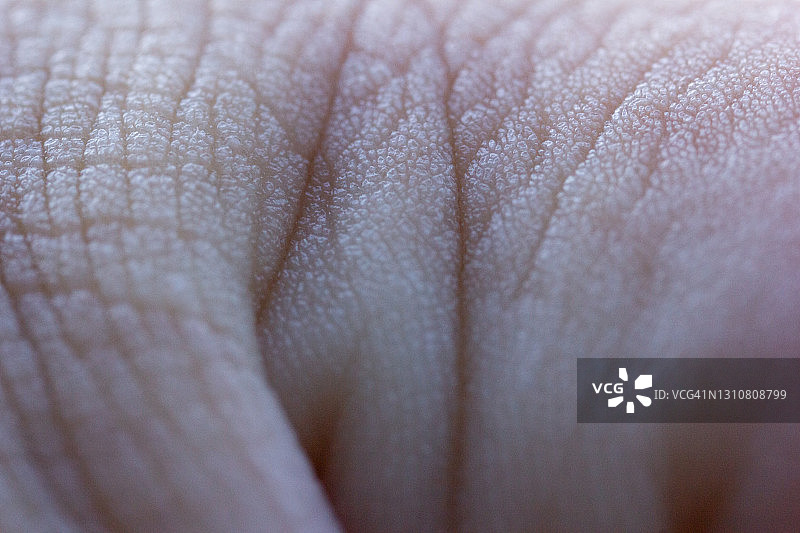 手部皮肤，拇指，特写镜头图片素材