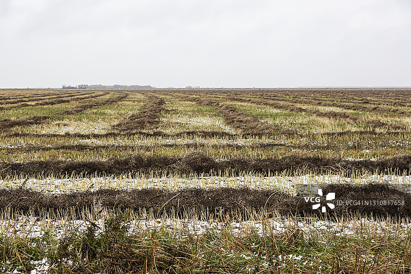 潮湿农田里的干草图片素材