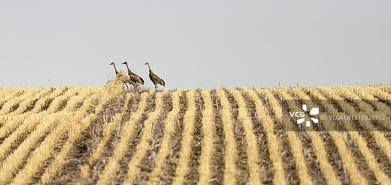 美洲鹤走过收割后的麦田图片素材
