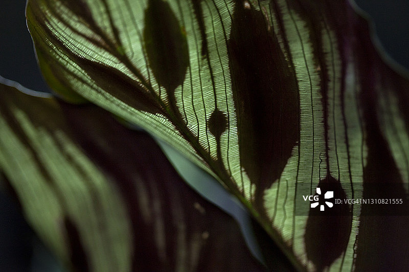 竹芋叶图片素材