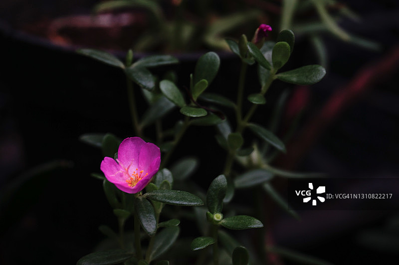 马齿苋花图片素材