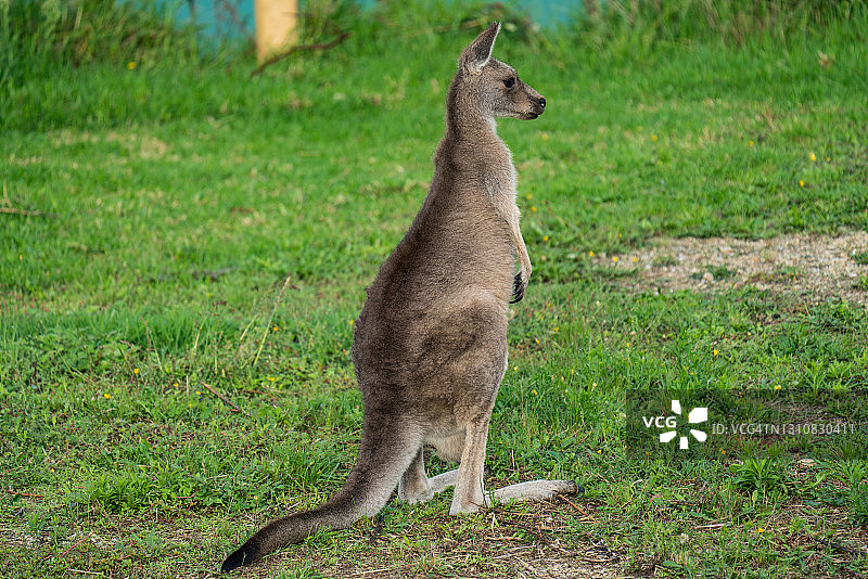 站立并凝视远方的袋鼠侧视图图片素材