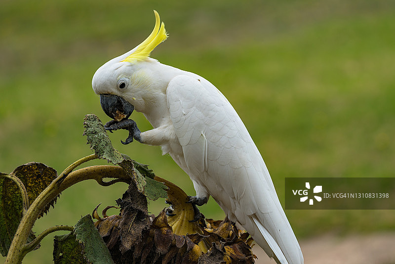 一只正在食用向日葵的葵花凤头鹦鹉图片素材