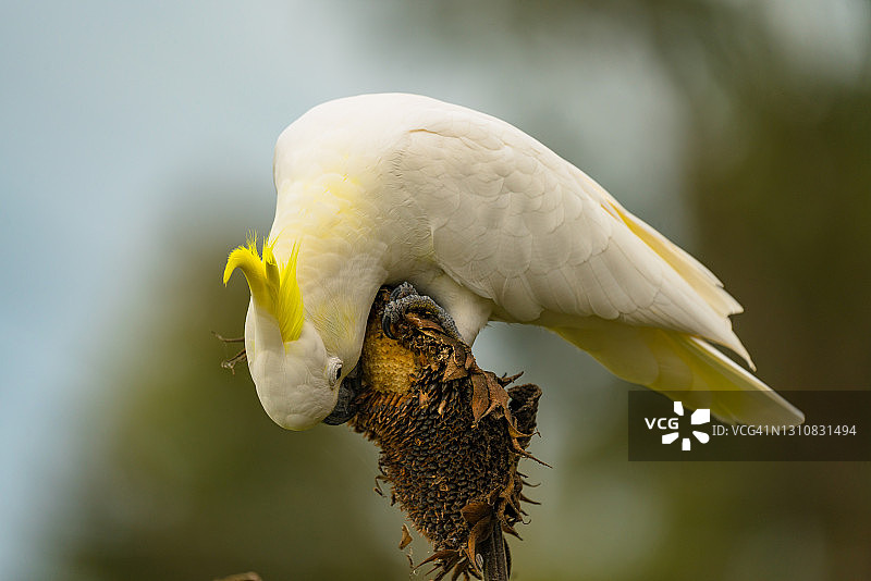 一只正在食用向日葵的葵花凤头鹦鹉图片素材