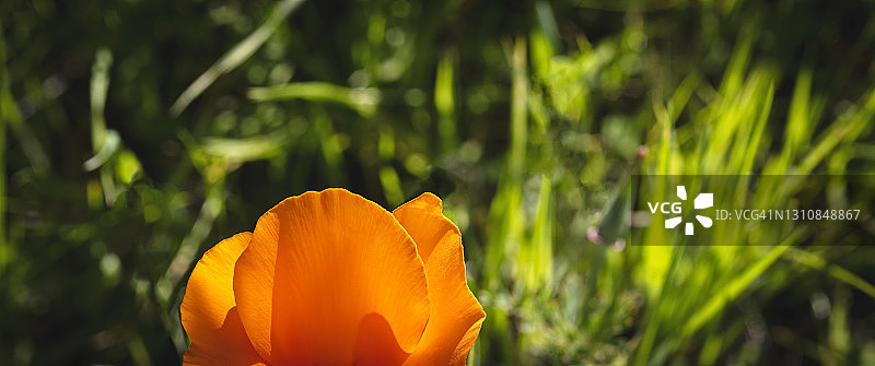 加利福尼亚州春季罂粟花图片素材
