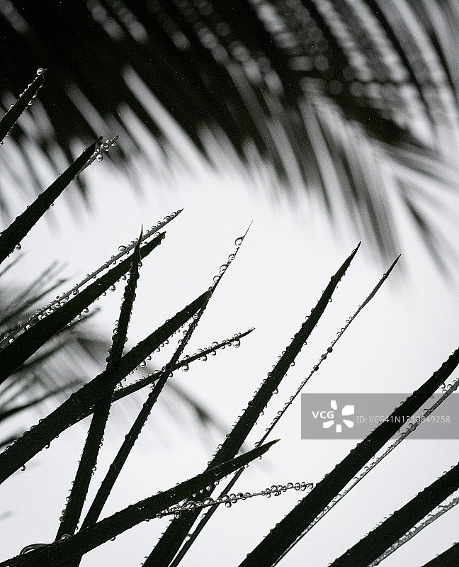 棕榈叶上的雨滴图片素材