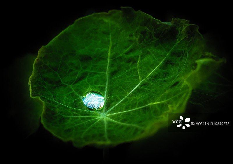 旱金莲叶子上的水滴图片素材