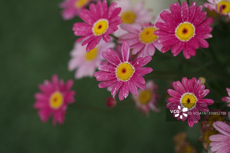 美丽的菊花图片素材