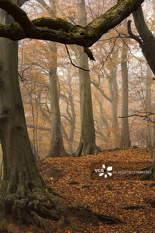 北爱尔兰巴尼特庄园的秋季山毛榉树图片素材