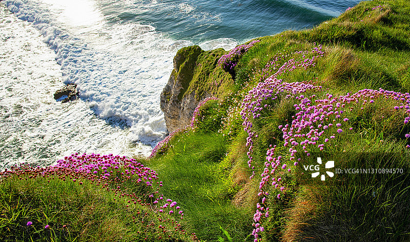 北爱尔兰安特里姆海岸的石竹花图片素材