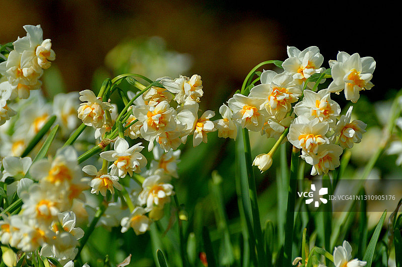 水仙花图片素材