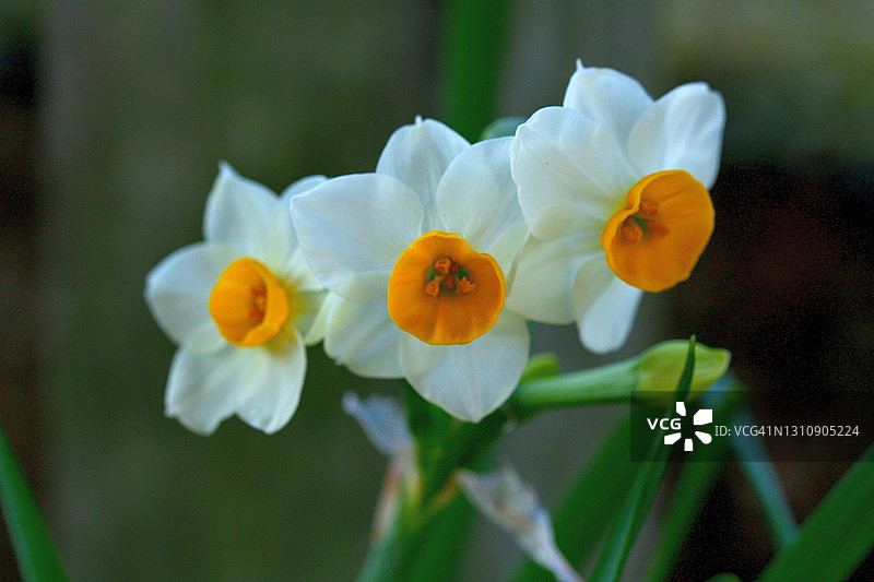 水仙花图片素材