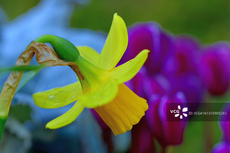 水仙花图片素材