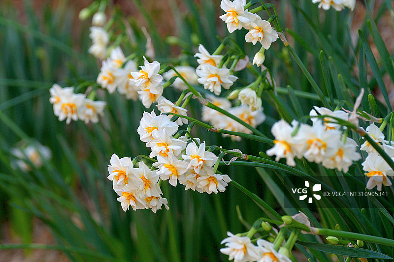 水仙花图片素材