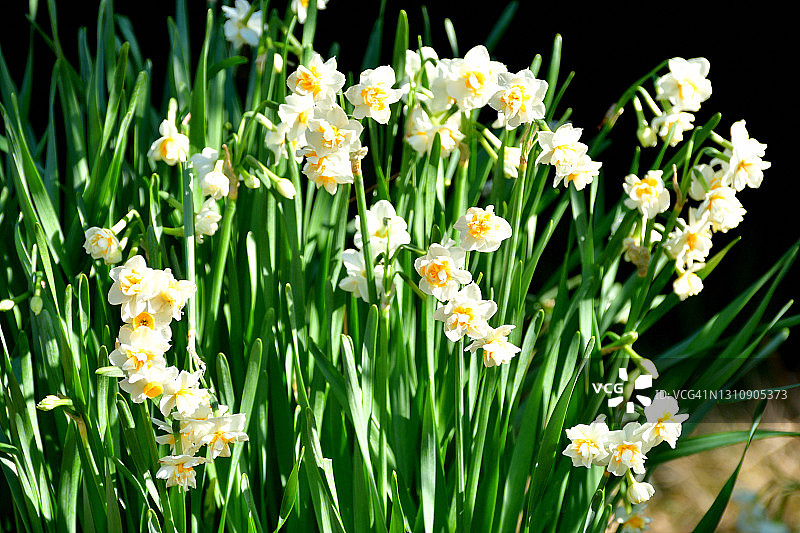 水仙花图片素材